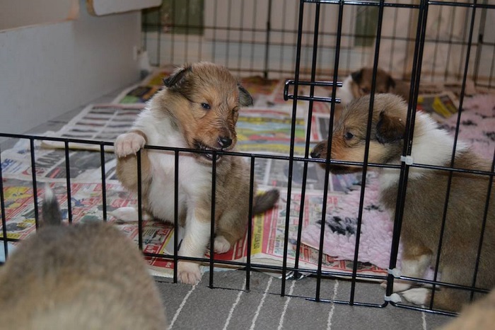 Collienpennut ovat vastustamattoman suloisia, mutta rekisteröimätön pentu on riskihankinta.