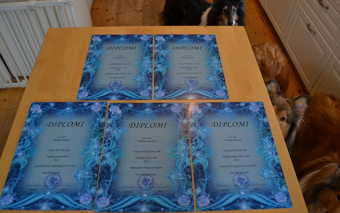 Riemumielen colliet menestyivät hienosti vuoden 2020 colliekilpailuissa.