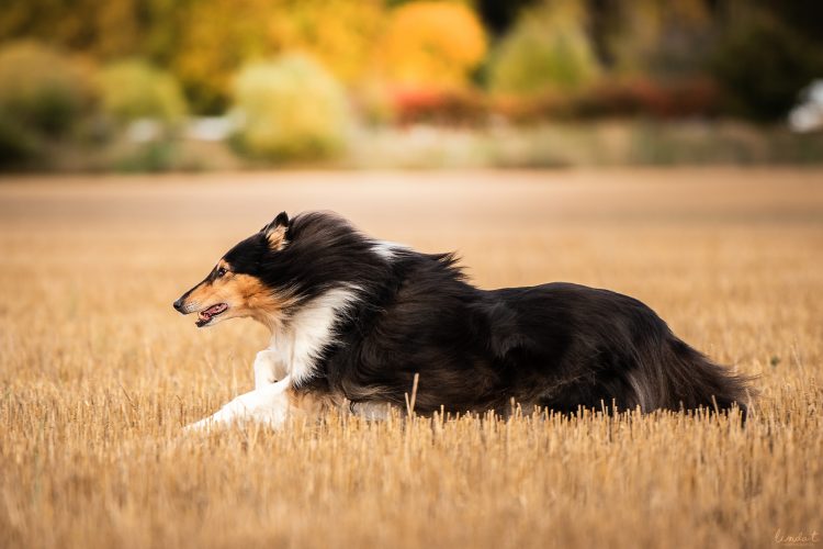 Arttulan Öili Tuliruusu