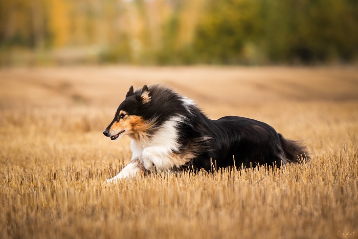 RTK1 Arttulan Öili Tuliruusu eli Fiona. Kuva: Linda Toivonen.
