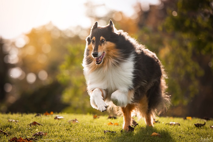 RTK1 Arttulan Öili Tuliruusu eli Fiona. Kuva: Linda Toivonen.