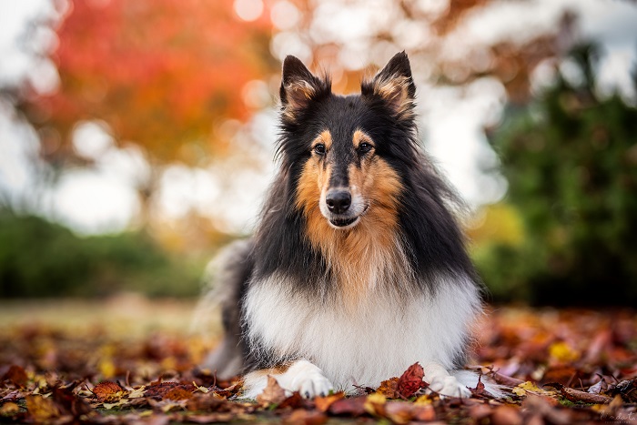 Onnellinen mummokoira, 10-vuotias Fiona eli RTK1 Arttulan Öili Tuliruusu. Kuva: Linda Toivonen.