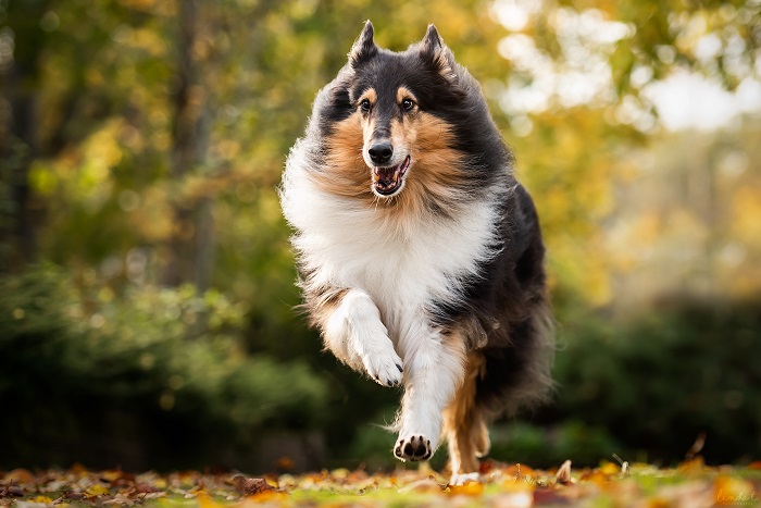Pitkäkarvainen collie on iloinen ja aktiivinen koirarotu rotumääritelmän mukaan.