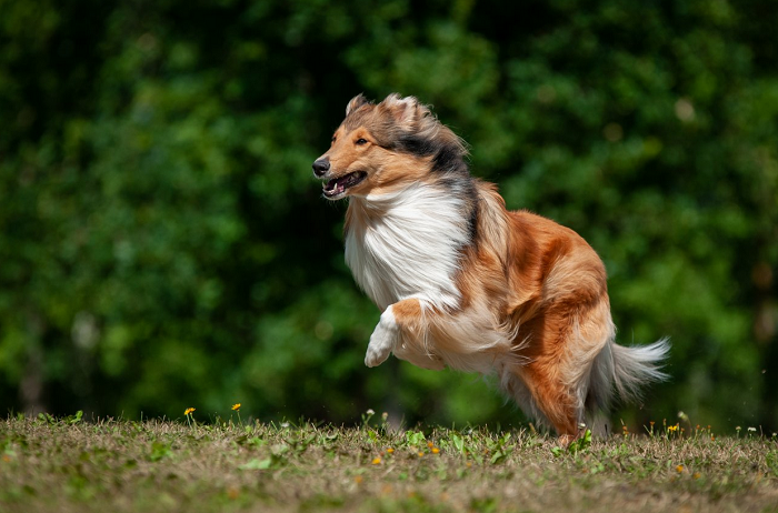 Mitä rotumääritelmä kertoo collien luonteesta?