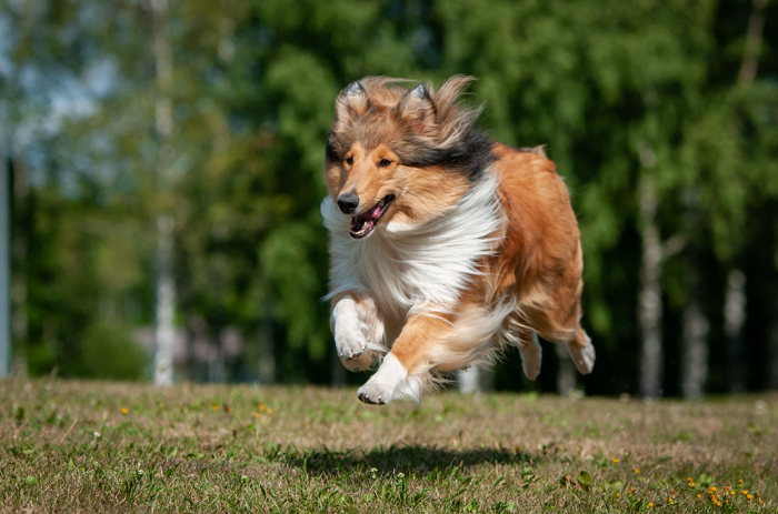 Collie on rotumääritelmän mukaan erinomainen seurakoira, ystävällinen, iloinen ja aktiivinen.