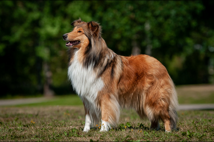 Rotumääritelmän mukaan collie on seistessään levollisen omanarvontuntoinen.