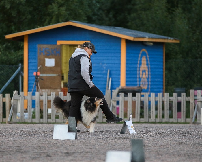 KKH:n vuoden 2020 tokokoira ja rally-tokokoira Riemu, FI RTVA Ruffenuff Peppermint Twist