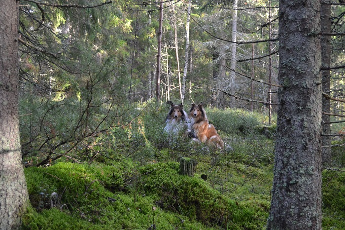 Pitkä lenkki metsän siimeksessä on täynnä koiramaisia virikkeitä kuten mahdollisuuksia nenän käyttöön.