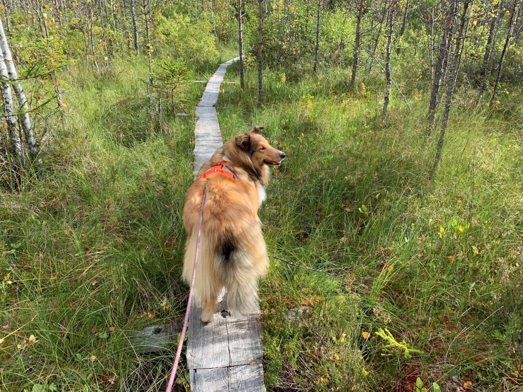 Sansa-collie vaellusretkellä Teijon kansallispuistossa. Liikunnan lisäksi luontoretki antaa paljon virikkeitä kuten uusia tuoksuja.