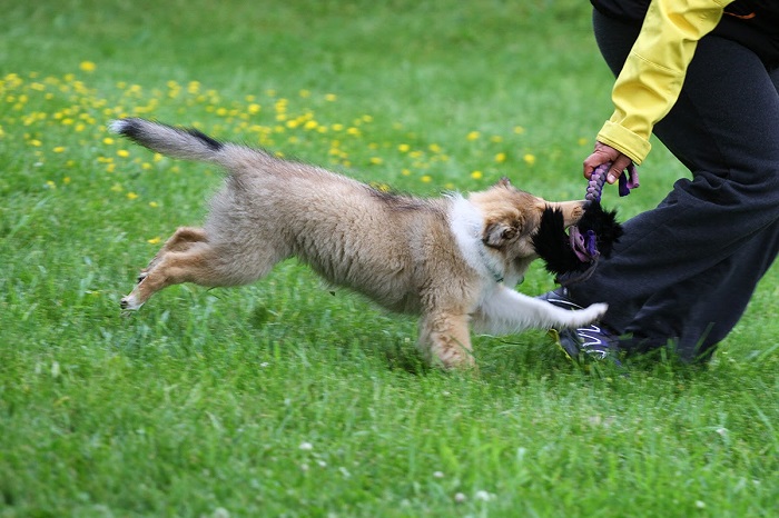 Positiivisin ja vähiten haittaa aiheuttava koirankoulutus. Positiivinen koirankoulutus.