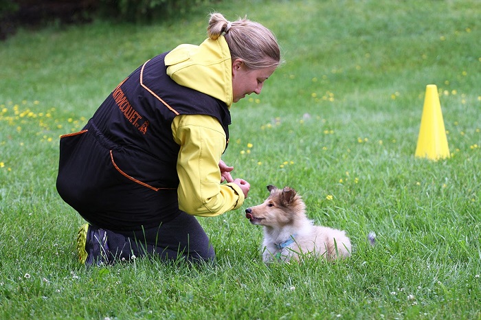 Positiivisin ja vähiten haittaa aiheuttava koirankoulutus. Positiivinen koirankoulutus.