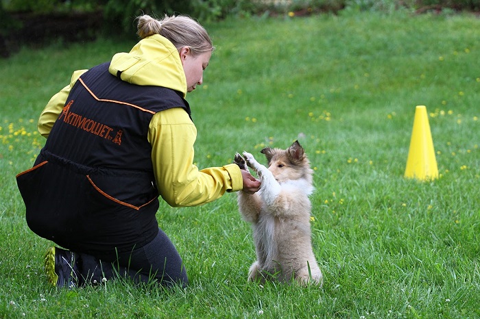 Positiivisin ja vähiten haittaa aiheuttava koirankoulutus. Positiivinen koirankoulutus.