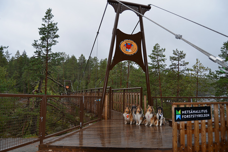 Collietytöt Repoveden kansallispuiston Lapinsalmen sillalla.