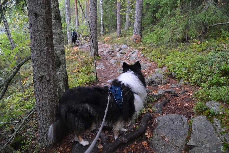 Repoveden Mustalamminvuodenranta ja Riemu collie.