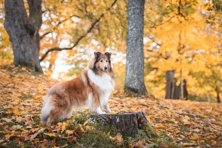 Goldentroll's Song Of Ice And Fire. Kuva Hanna Mäntynen