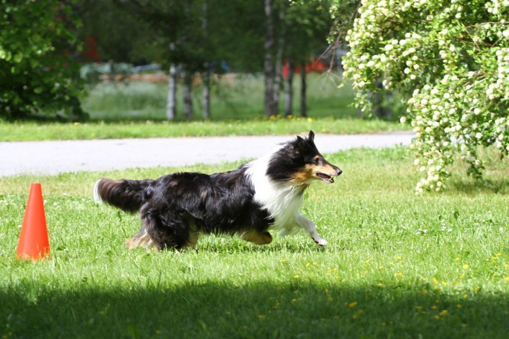 Koiran terveysliikunta - Miten pidän koirani hyvässä fyysisessä kunnossa?