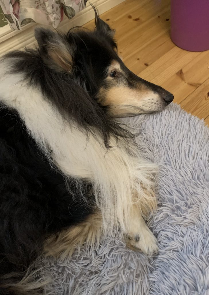 Calmbed koiranpeti pörröpeti