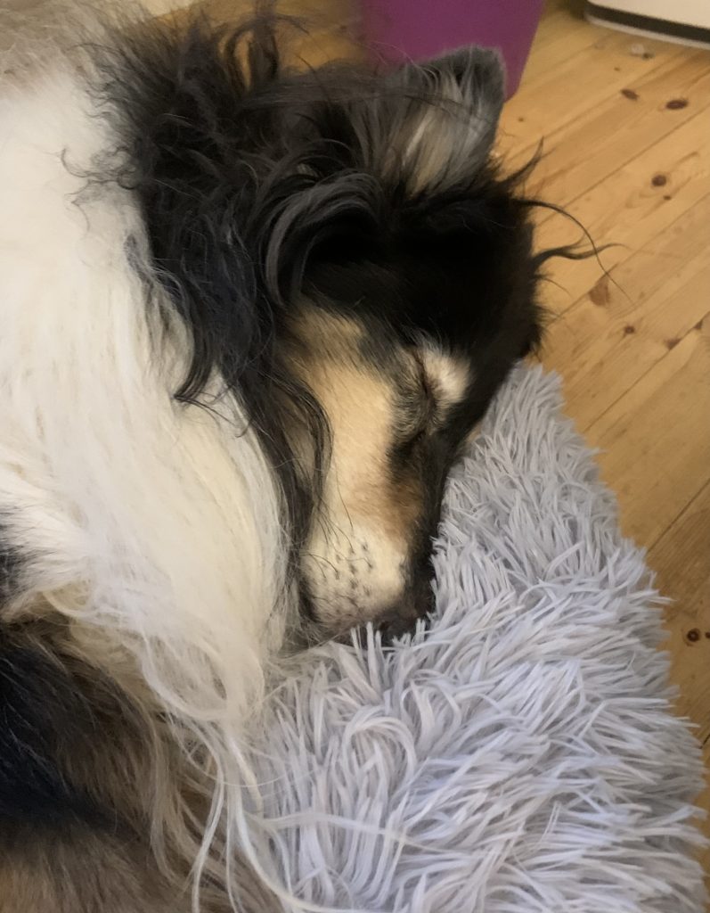 Calmbed koiranpeti pörröpeti