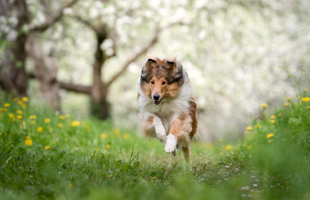 Koiran terveysliikunta - Miten pidän koirani hyvässä fyysisessä kunnossa?